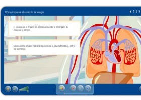 El corazón y la circulación sanguínea | Recurso educativo 743734