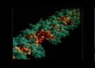Replicación del ADN | Recurso educativo 745032