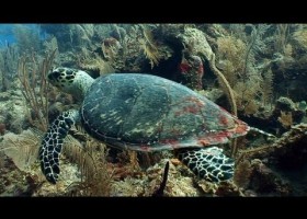 The birth of sea turtles. Nacimiento de tortugas marinas. | Recurso educativo 746309