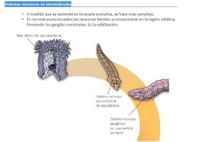 Sistemas nerviosos en invertebrados | Recurso educativo 752936