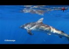 El Tiburón Sedoso | Recurso educativo 759922