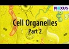 Cell Organelles- Part 2 | Recurso educativo 760583