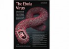 El virus del Ébola: fácil contagio y alta mortalidad | Recurso educativo 761717