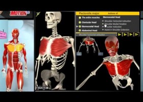 Animation that shows the muscles of the human body | Recurso educativo 769314