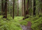 Imagen de un bosque | Recurso educativo 771851