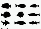 Siluetas de peces | Recurso educativo 772170