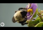 Buzz pollination | Recurso educativo 776312