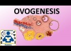 Ovogenesis | Recurso educativo 779868