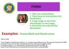 fungi.jpg | Recurso educativo 781295
