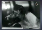 Vídeo da canción homenaxe a Laika de Mecano | Recurso educativo 783112
