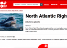 Recompte i estat de conservació de la balena glacial àrtica. | Recurso educativo 785435