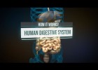 Com treballa el sistema digestiu en els éssers humans | Recurso educativo 786238