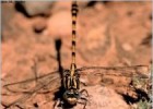 Os insectos, arácnidos e outros seres á beira dos ríos | Recurso educativo 786881
