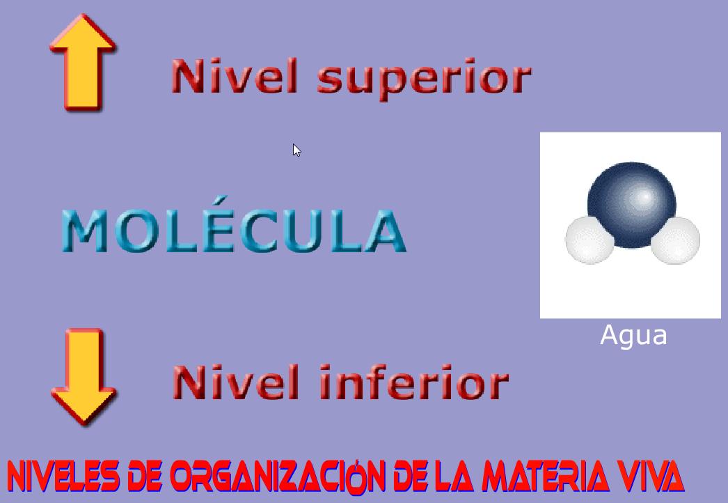 Niveles de organización de la materia viva | Recurso educativo 43704