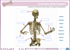¿Conoces estos huesos? | Recurso educativo 675599