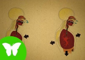 La Eduteca - El aparato respiratorio | Recurso educativo 687817